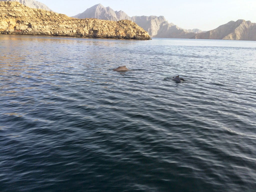 Khasab, Oman. Skaczące delfiny.