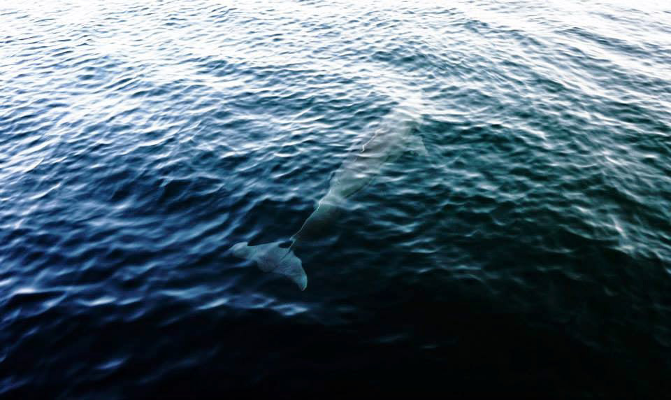 Khasab, Oman. Dhaw Cruise. Delfiny tuż pod powierzchnią wody.