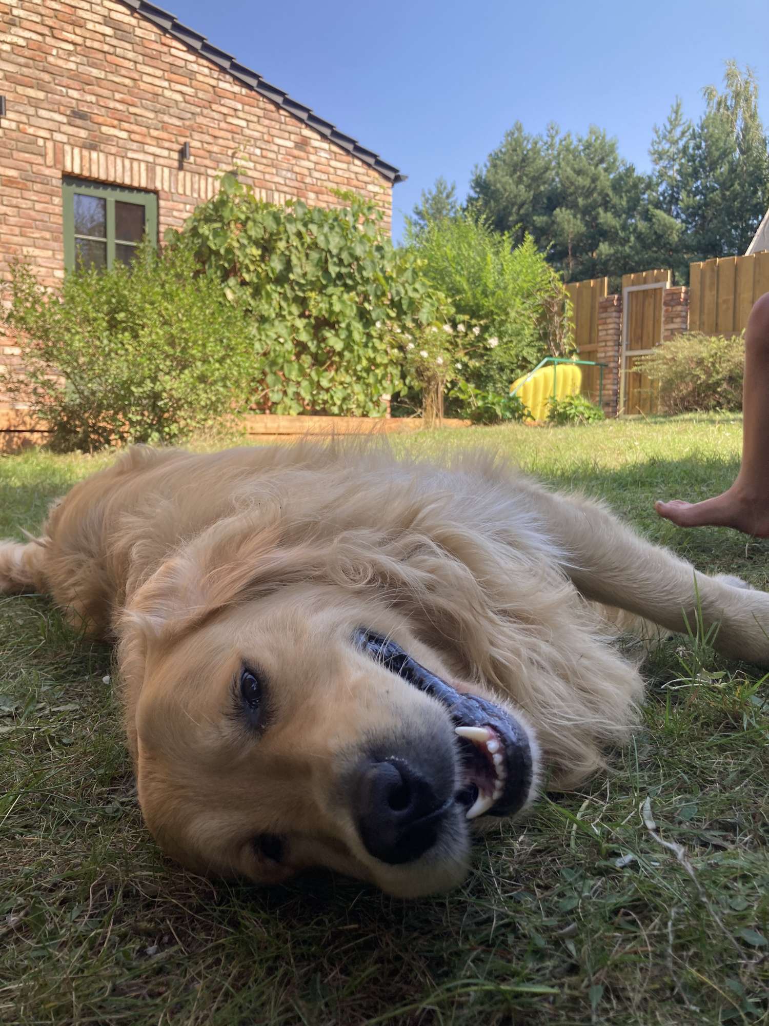 Dom nad jeziorem Budzisławskim - wakacje z psem