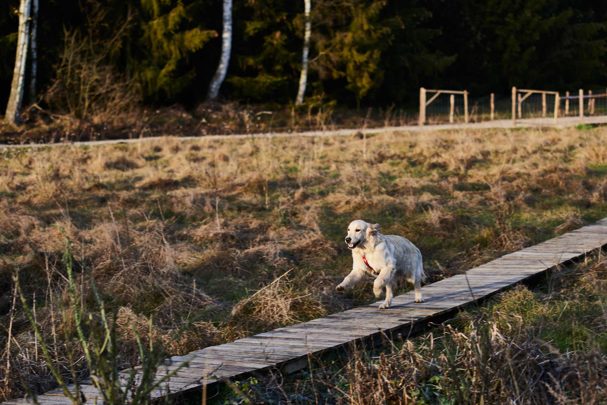 Golden retriever biegnie do jeziora. Wakacje z psem.