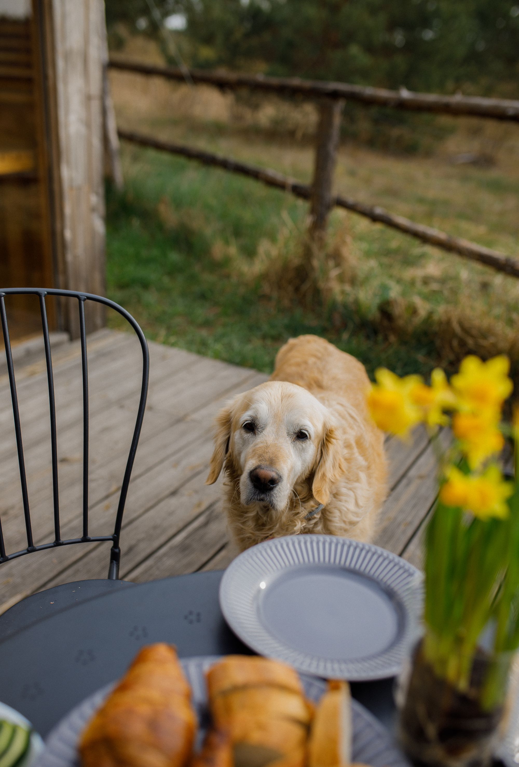 Pies golden retriever