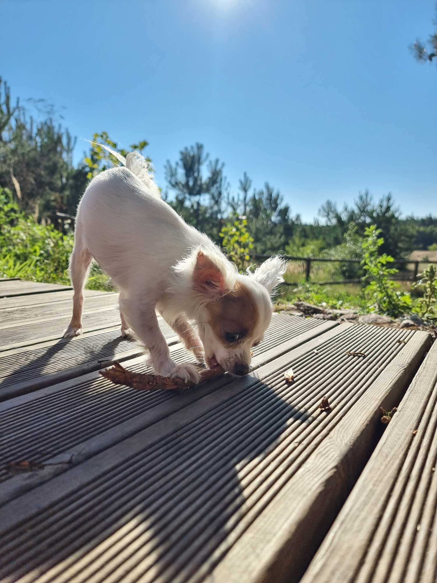 Domek w lesie - wakacje z psem. Pies rasy chihuahua.