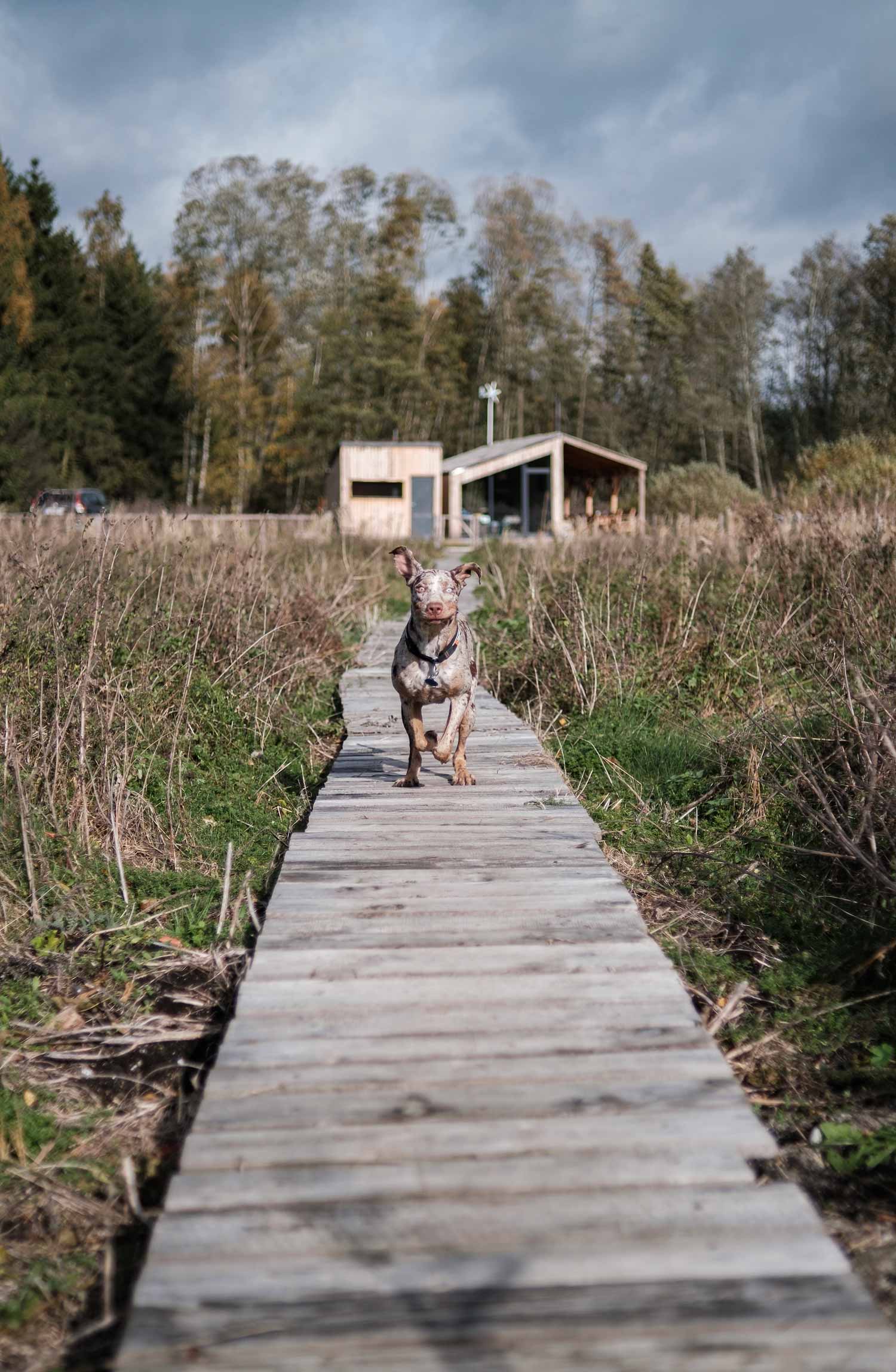 Wakacje z psem w domku nad jeziorem. Louisiana Catahoula Leopard Dog.