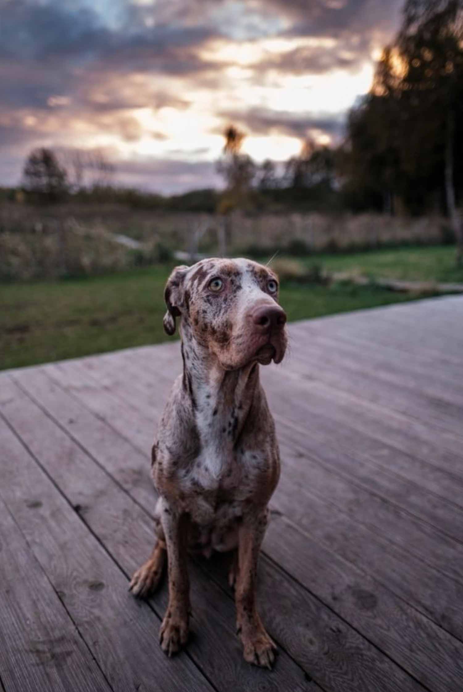 Domek nad jeziorem - wakacje z psem. Louisiana Catahoula Leopard Dog.