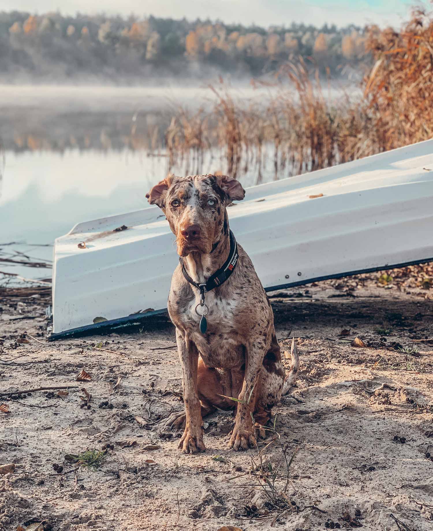 Wakacje z psem w domku nad jeziorem. Louisiana Catahoula Leopard Dog.