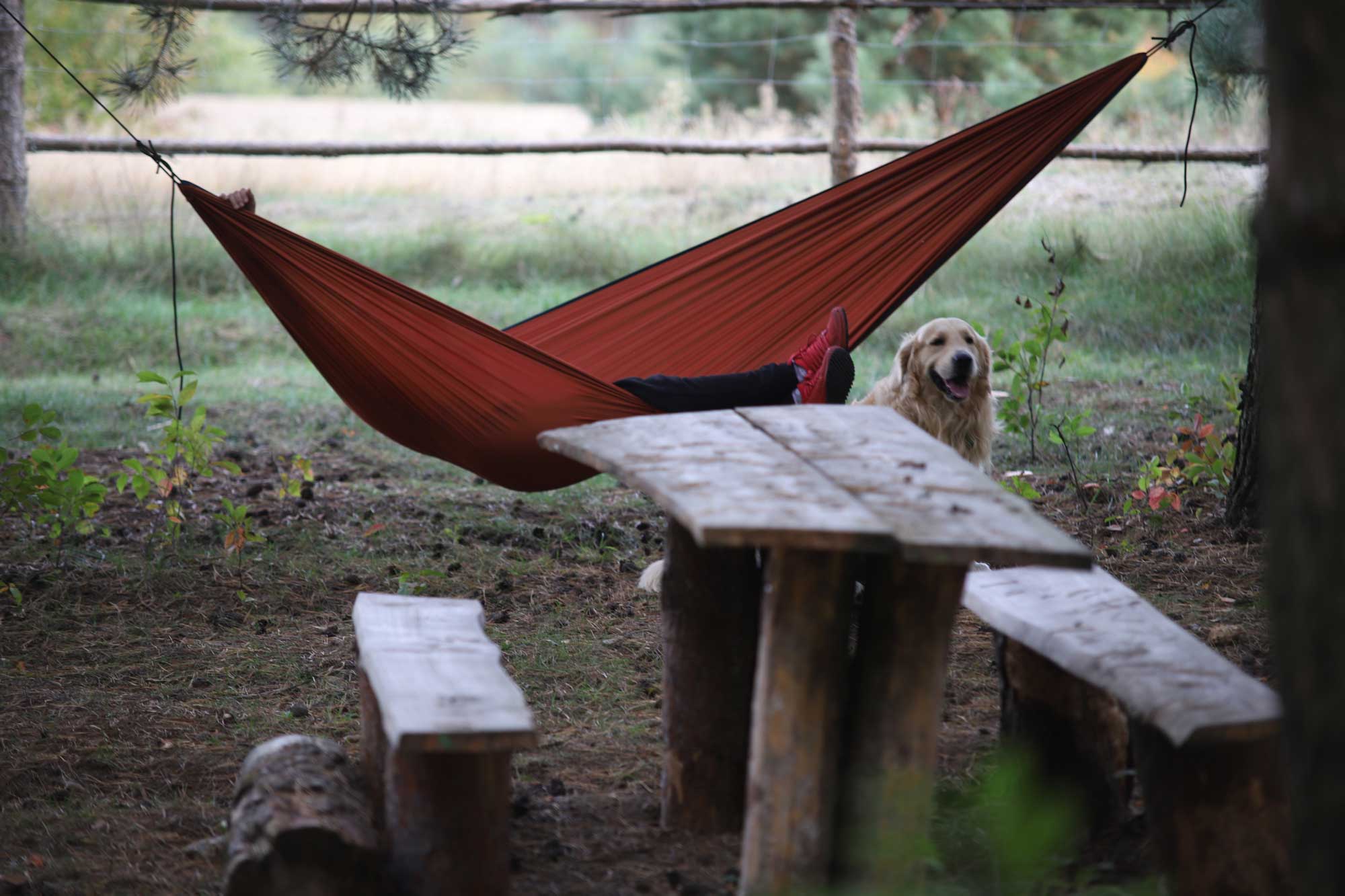 Wakacje z psem w domku w lesie. Golden retriever.