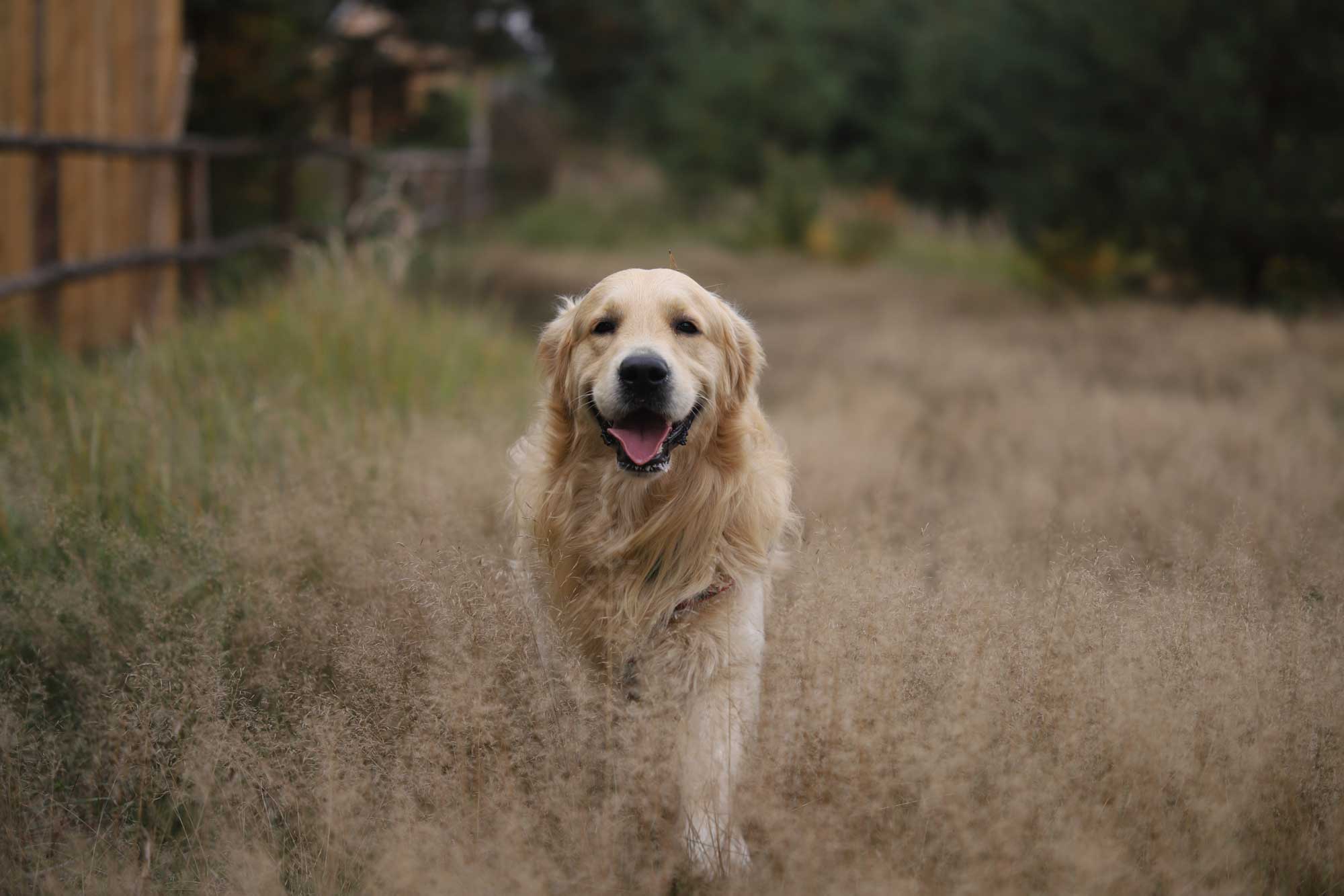 Wakacje z psem w domku w lesie. Golden retriever.