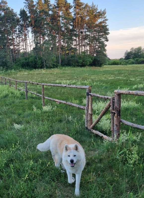 Domek w lesie - wakacje z psem. Pies rasy akita.